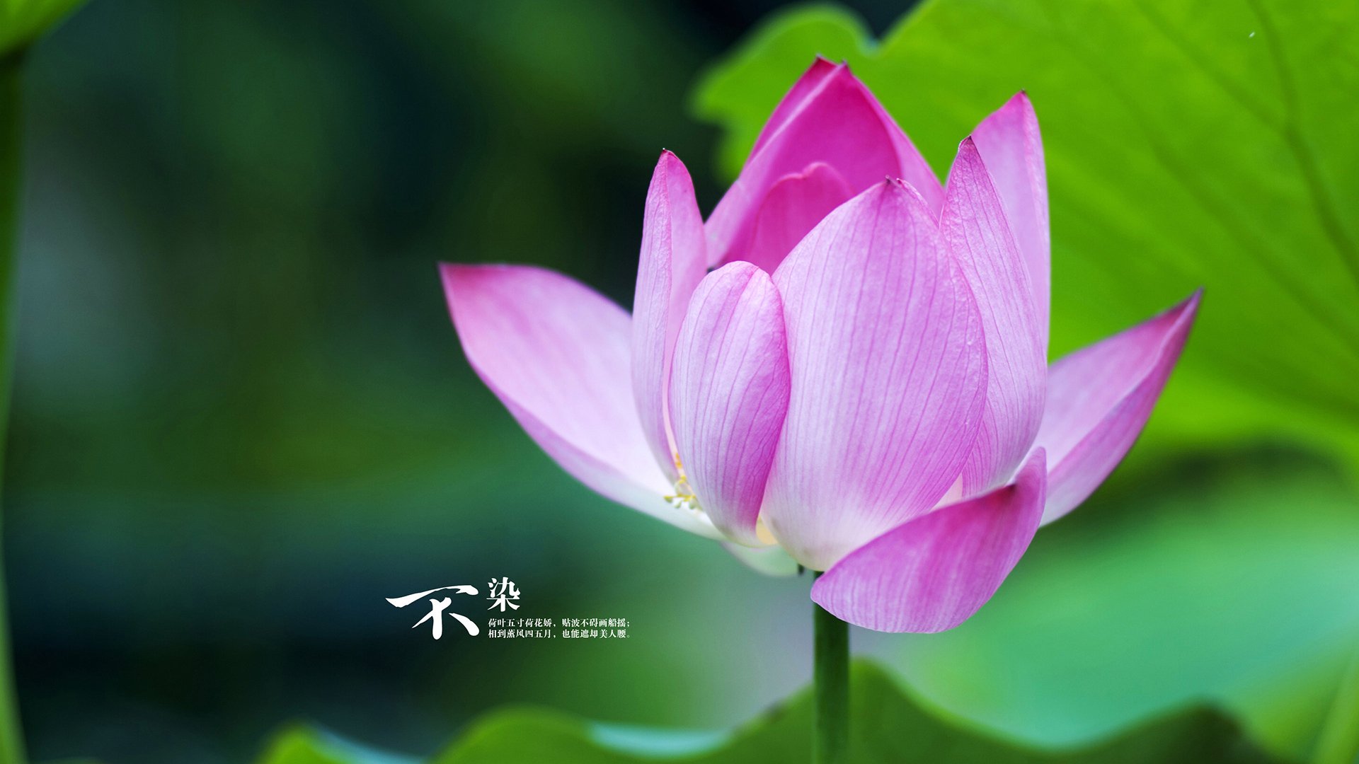 如果我就此终结？