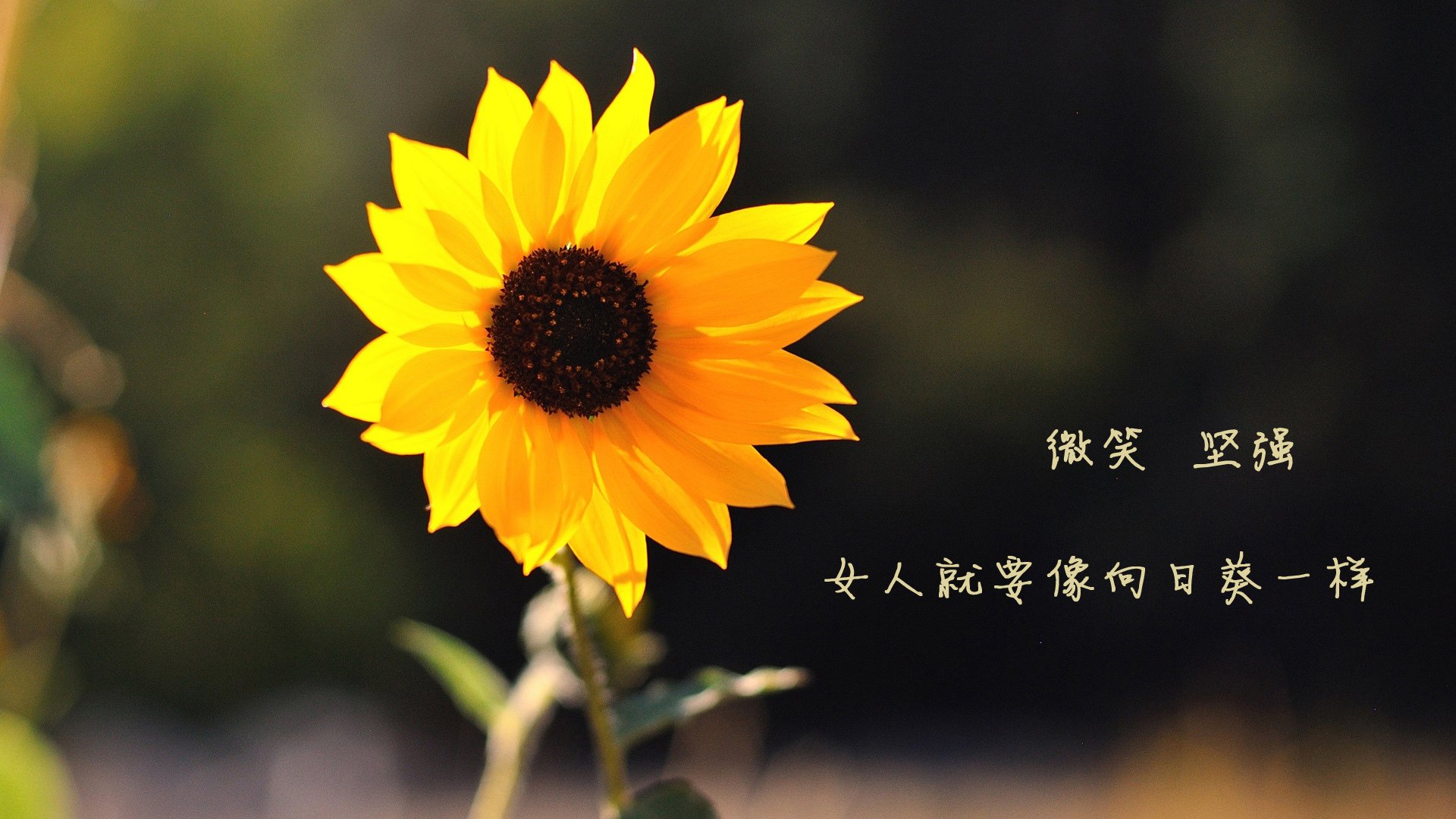 浙江队正面击溃火箭,草根逆袭,范弗利特为何成了他们的世界杯时刻?