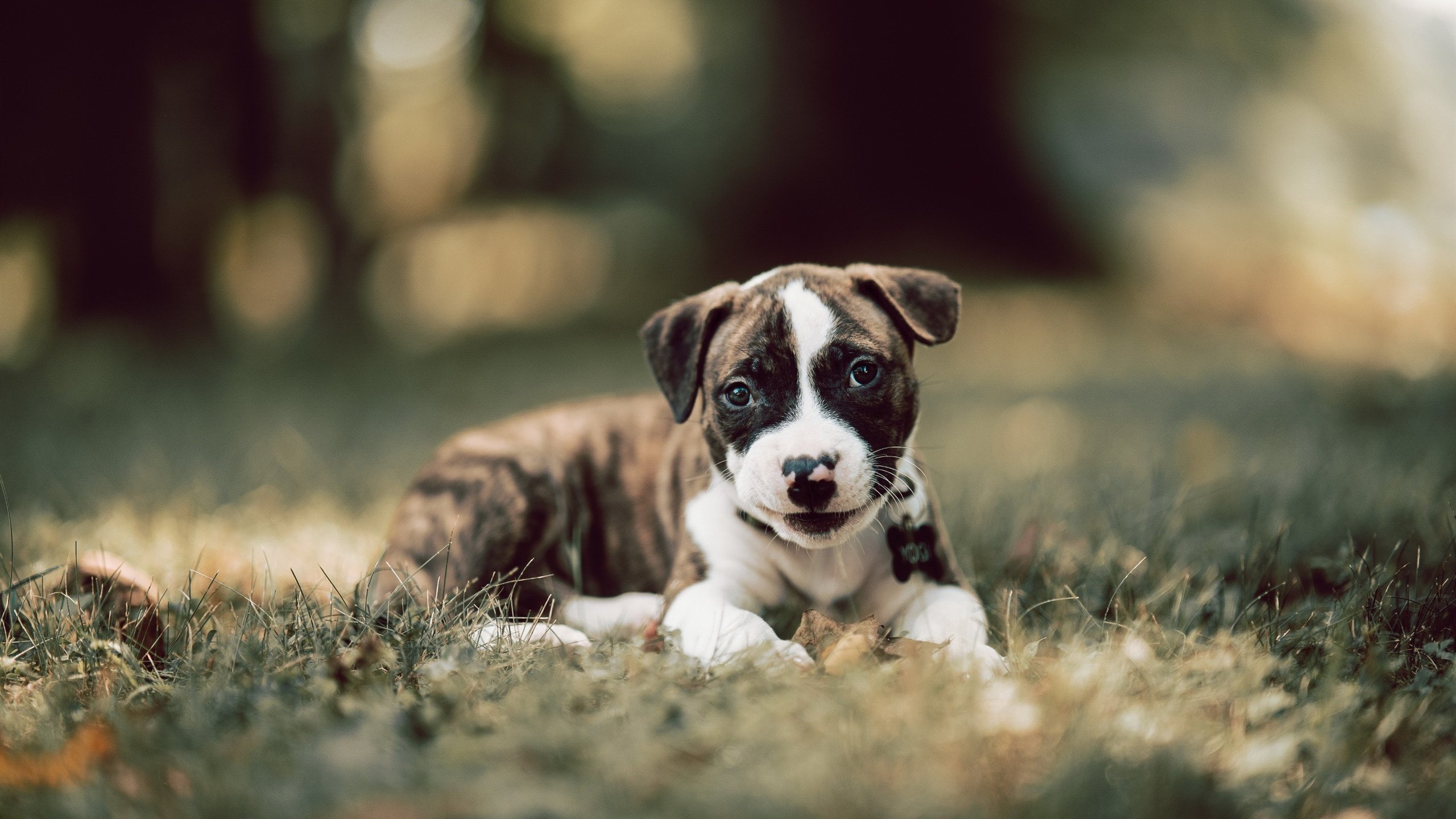蓝色闪电划破巴黎夜空,恩佐关键战之夜贡献制胜绝杀