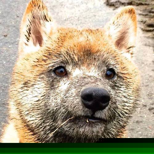 双子塔,摩洛哥团队王冠与C罗个人救赎的足球之诗