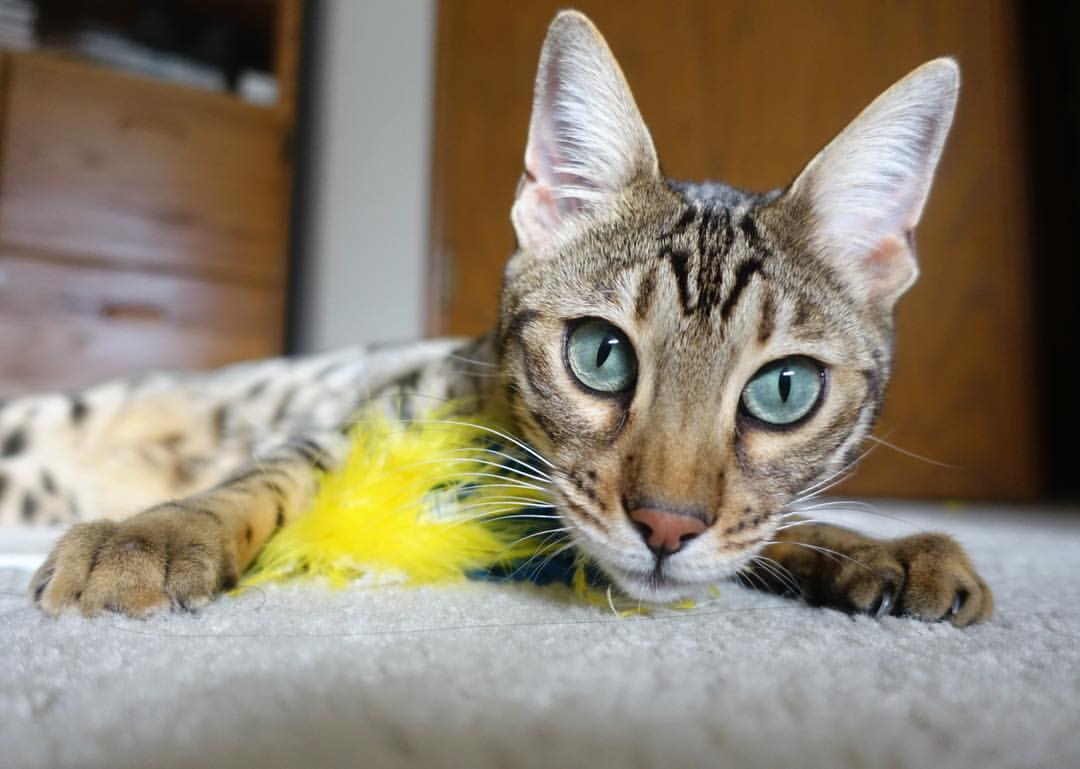 跨界交锋与王者时刻,尼克斯大胜广东队,伦纳德西决生死战主宰赛场