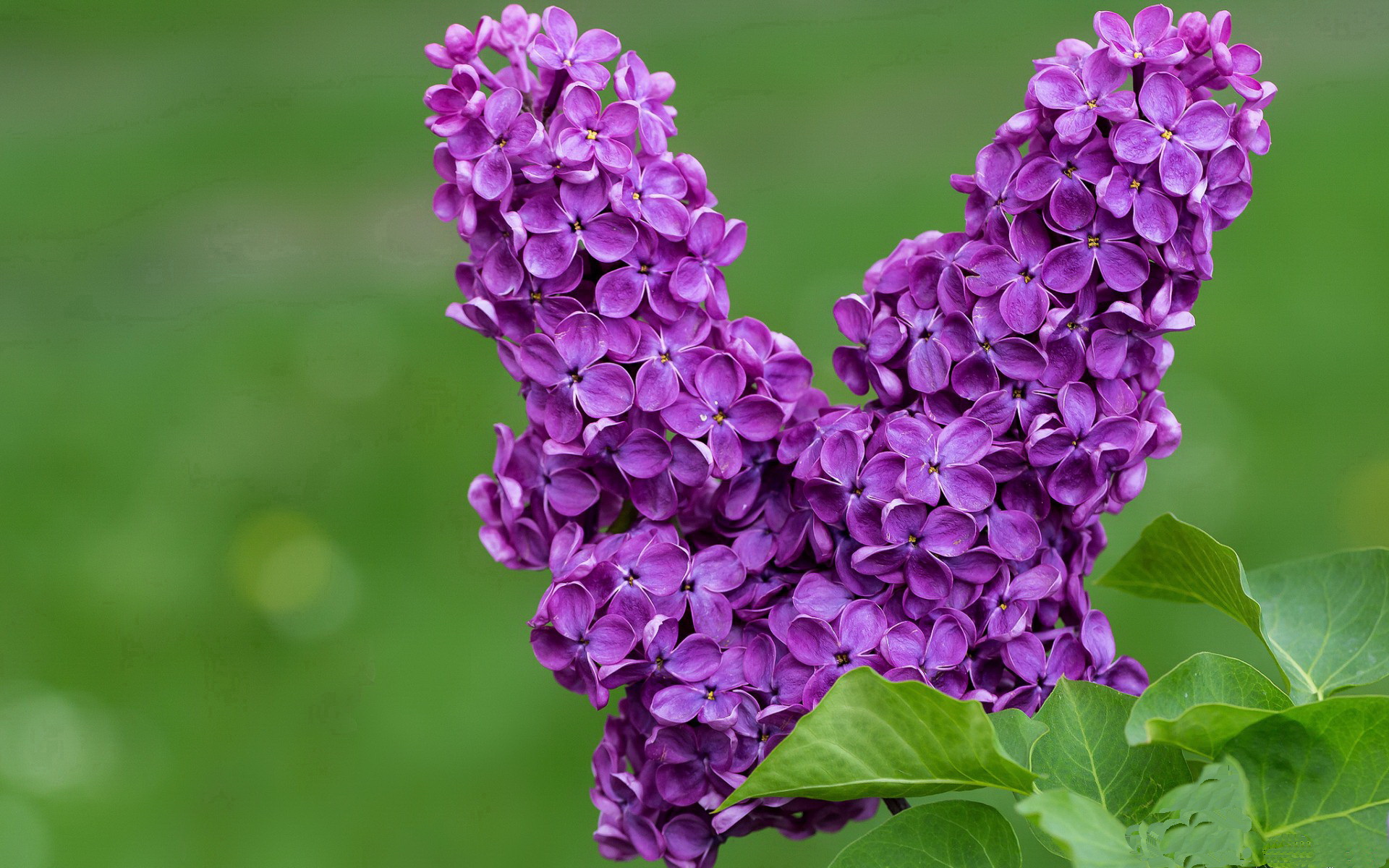年度焦点之战之夜，范弗利特证明自己是关键先生