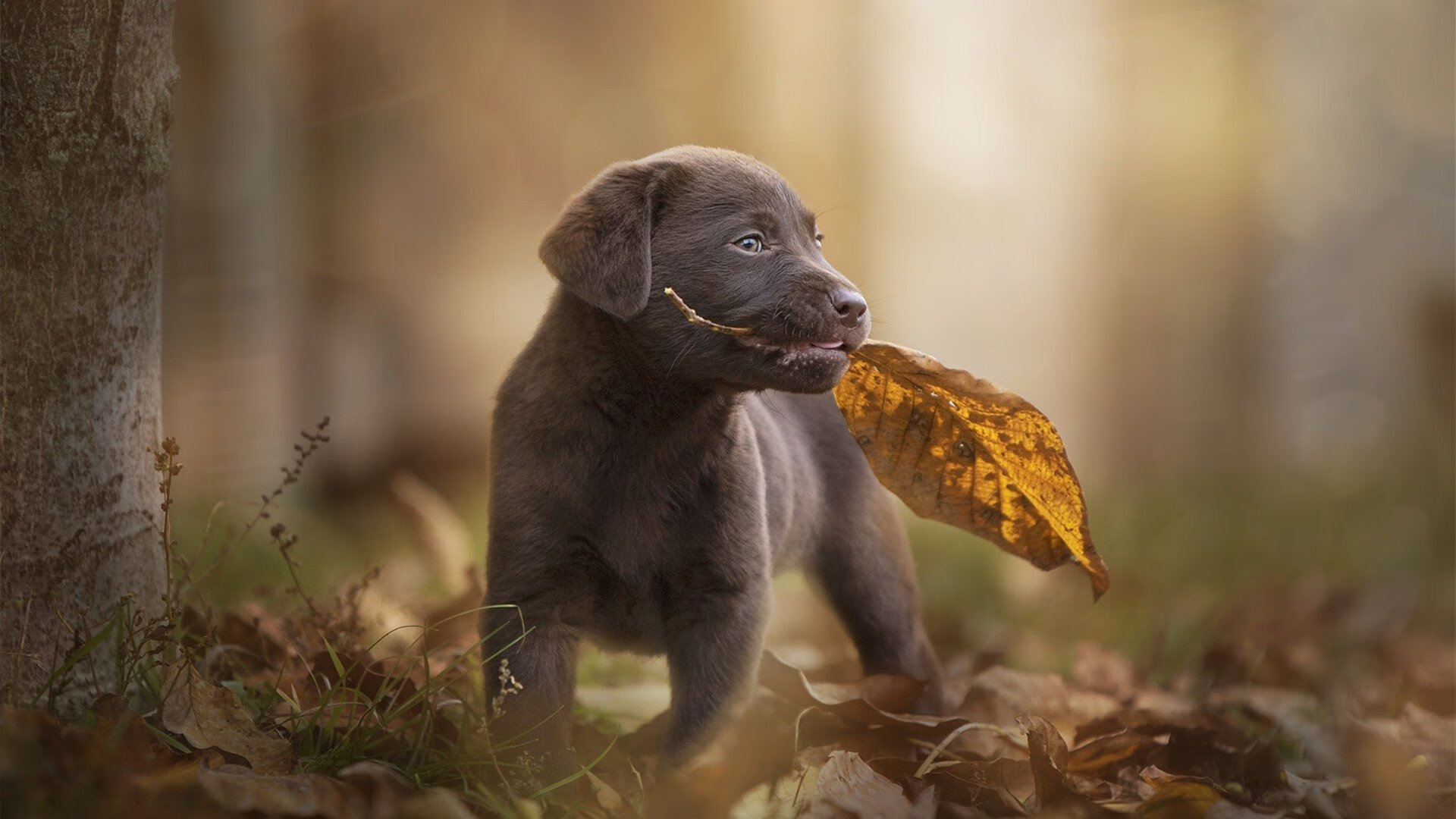 战术棋盘上的爵士法则，解析英超争冠焦点战中的制霸哲学