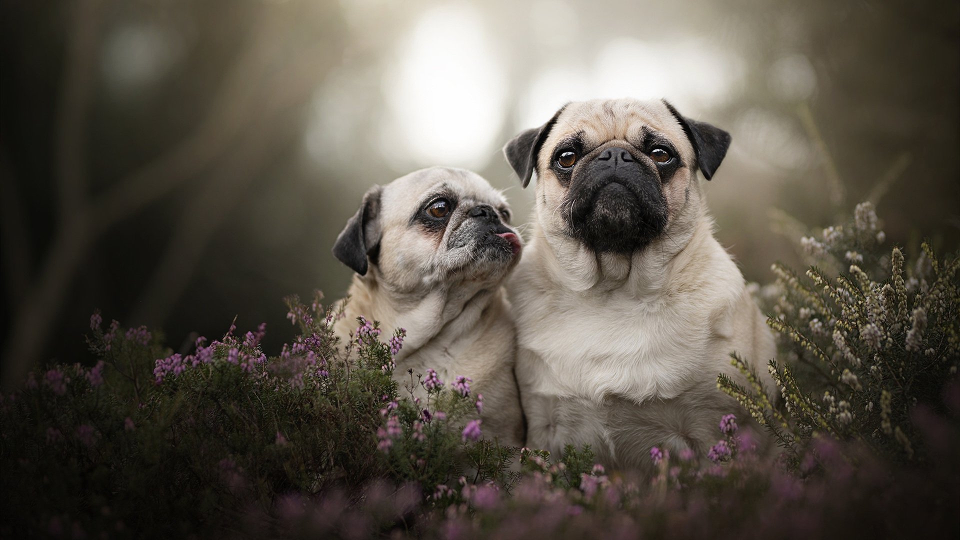 潘帕斯风暴席卷北美，当足球的速胜哲学照亮NBA季后赛的终极博弈