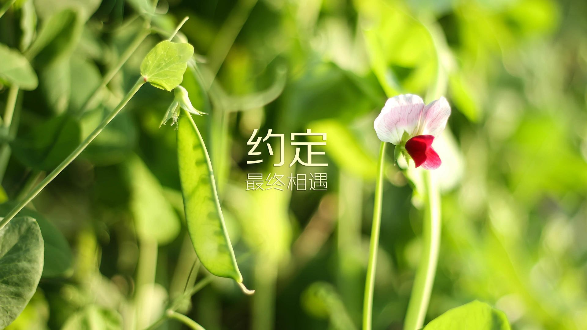 孤星与千焰，论孔德爆发与塞内加尔火力压制下的战术悖论
